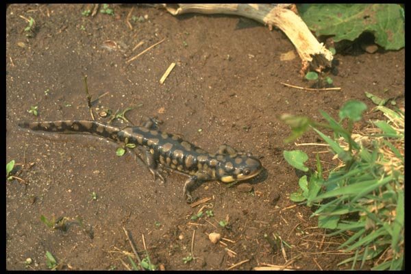 175066 Eastern Tiger Salamander A4 Photo Print