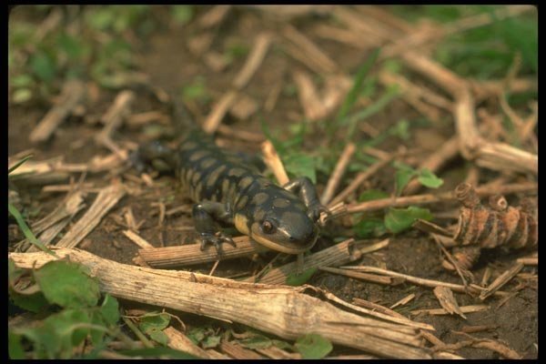 175067 Eastern Tiger Salamander A4 Photo Print