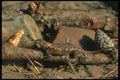 175068 Eastern Fence Lizard A4 Photo Print