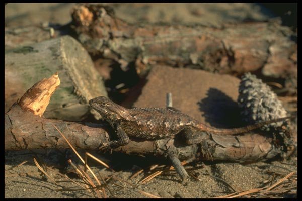 175068 Eastern Fence Lizard A4 Photo Print