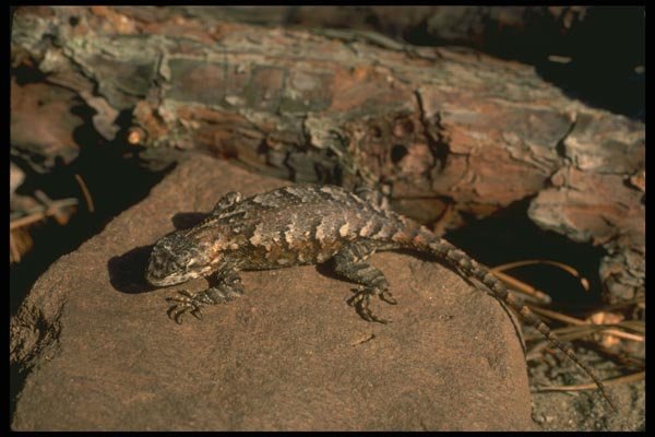 175069 Eastern Fence Lizard A4 Photo Print
