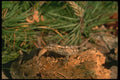 175070 Eastern Fence Lizard Catching Cricket A4 Photo Print