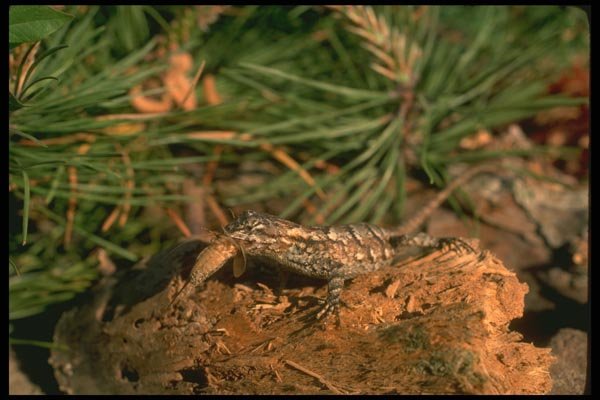 175070 Eastern Fence Lizard Catching Cricket A4 Photo Print