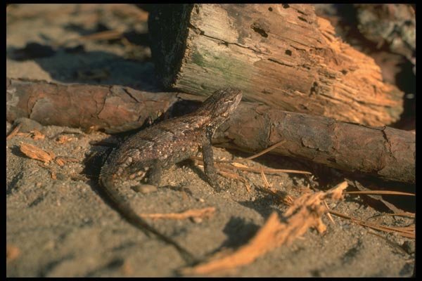 175071 Eastern Fence Lizard A4 Photo Print