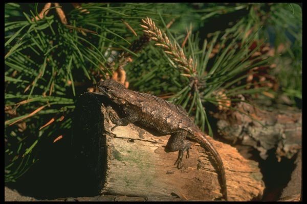 175072 Eastern Fence Lizard A4 Photo Print