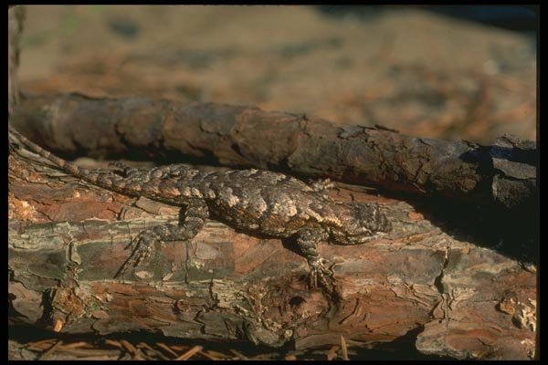 175073 Eastern Fence Lizard A4 Photo Print