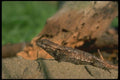 175074 Eastern Fence Lizard A4 Photo Print