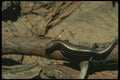 175075 Five Lined Skink A4 Photo Print