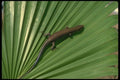 175076 Five Lined Skink A4 Photo Print