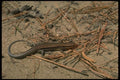 175077 Five Lined Skink A4 Photo Print