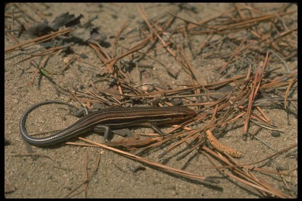 175077 Five Lined Skink A4 Photo Print