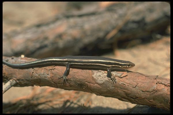 175078 Five Lined Skink A4 Photo Print