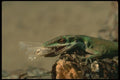 175079 Green Anole Lizard (American Chameleon) Eating Moth A4 Photo Print