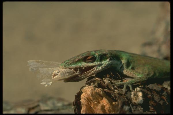 175079 Green Anole Lizard (American Chameleon) Eating Moth A4 Photo Print