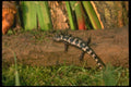 175081 Marbled Salamander A4 Photo Print