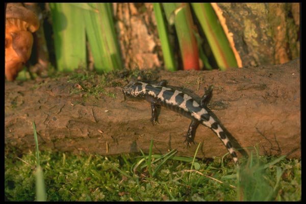 175081 Marbled Salamander A4 Photo Print