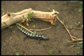 175082 Marbled Salamander A4 Photo Print