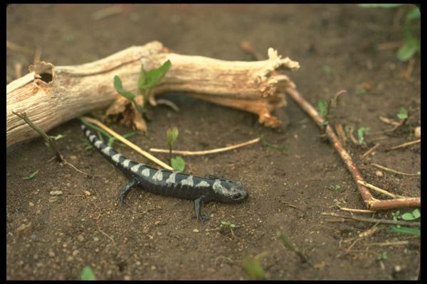175082 Marbled Salamander A4 Photo Print