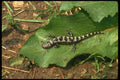 175083 Marbled Salamander A4 Photo Print