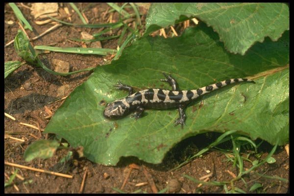 175083 Marbled Salamander A4 Photo Print