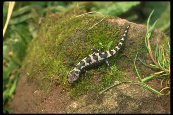 175084 Marbled Salamander A4 Photo Print