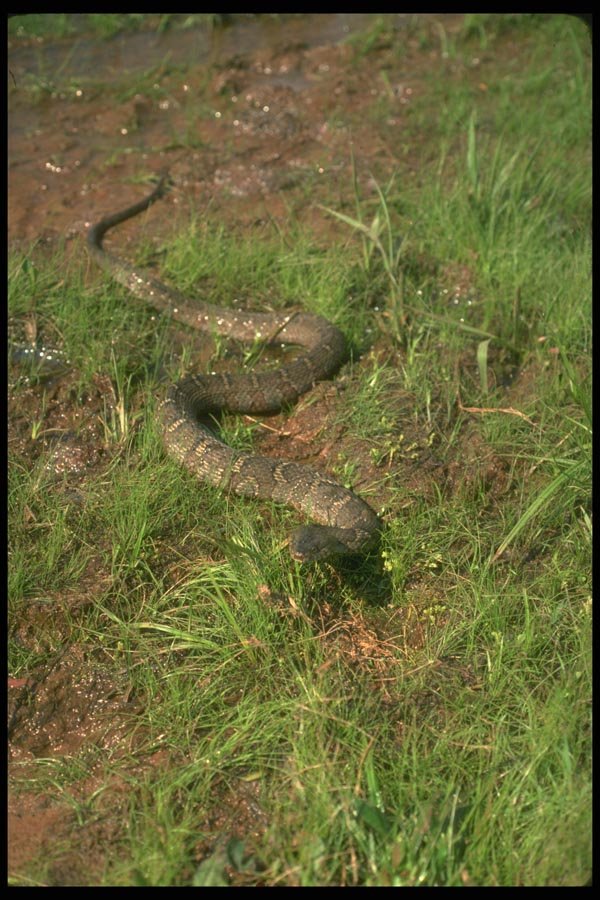 175085 Northern Water Snake A4 Photo Print