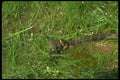 175086 Northern Water Snake Eating Carpenter Frog A4 Photo Print
