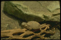 175087 Round tailed Horned Lizard A4 Photo Print