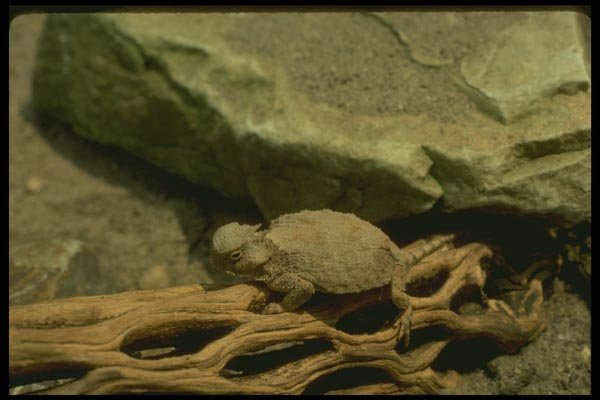 175087 Round tailed Horned Lizard A4 Photo Print