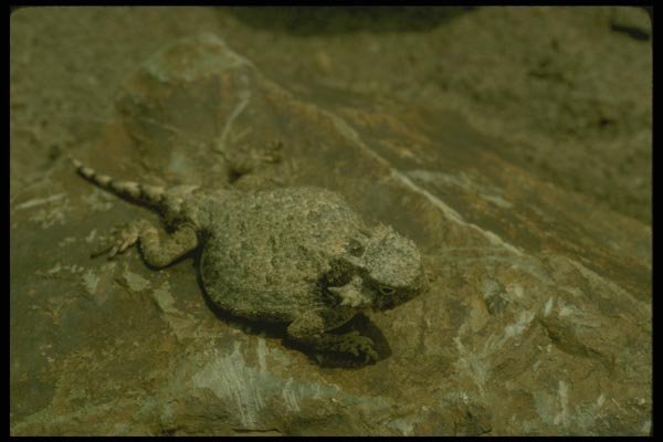 175088 Round tailed Horned Lizard A4 Photo Print