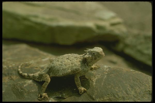 175089 Round tailed Horned Lizard A4 Photo Print