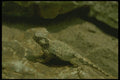 175090 Round tailed Horned Lizard A4 Photo Print