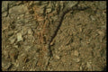 175091 Rock Rattlesnake A4 Photo Print