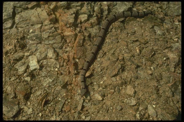 175091 Rock Rattlesnake A4 Photo Print