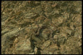 175092 Rock Rattlesnake A4 Photo Print