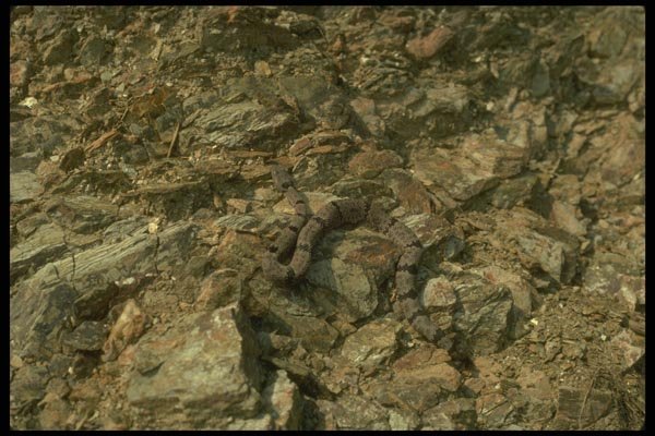 175092 Rock Rattlesnake A4 Photo Print