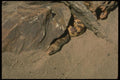 175093 Sondra Gopher Snake A4 Photo Print