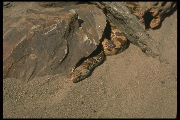 175093 Sondra Gopher Snake A4 Photo Print