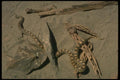 175094 Sondra Gopher Snake A4 Photo Print