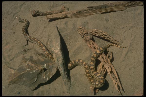 175094 Sondra Gopher Snake A4 Photo Print