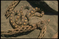 175095 Sondra Gopher Snake A4 Photo Print