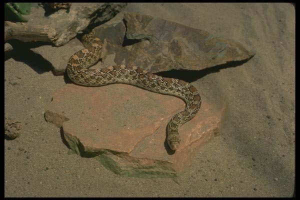 175096 Sondra Gopher Snake A4 Photo Print