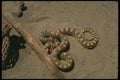 175097 Sondra Gopher Snake A4 Photo Print