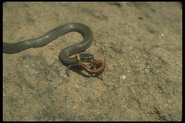 175098 Ring necked Snake Eating Red Backed Salamander A4 Photo Print