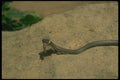 175099 Ring necked Snake Eating Red Backed Salamander A4 Photo Print
