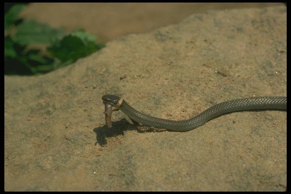 175099 Ring necked Snake Eating Red Backed Salamander A4 Photo Print