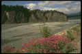176002 Flowers, Matanushka Valley, Alaska A4 Photo Print
