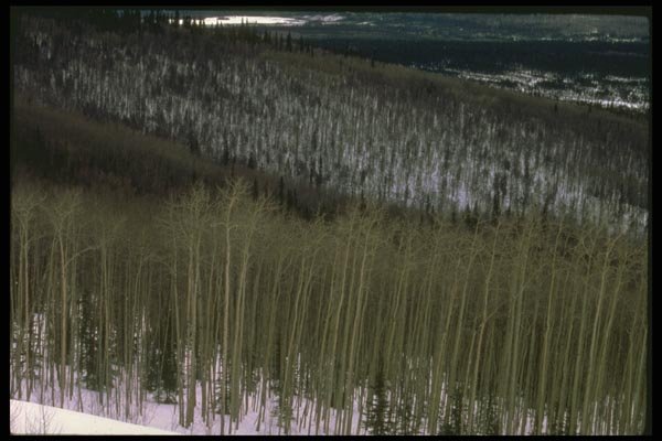 176005 Trees In The Winter, Interior Alaska A4 Photo Print