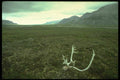 176007 Caribou Antlers Near Anatuvik, Brooks Range, Alaska A4 Photo Print