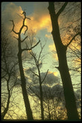 176020 Trees And Sunset, New Jersey A4 Photo Print